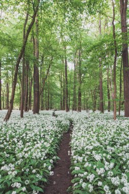 İlkbahar aylarında çiçek açan beyaz ayı sarımsağı, Allium ursinum ile kaplı bir orman. Beyaz çiçekler ormana doğaüstü bir hava katar..