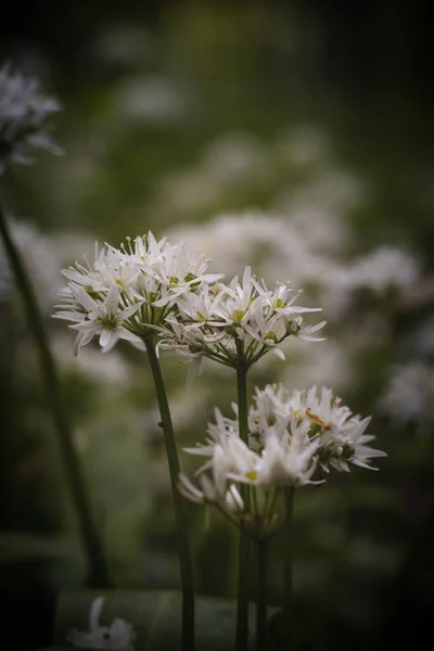 Erdő Virágzó Fehér Medve Fokhagyma Allium Ursinum Tavaszi Hónapokban Fehér — Stock Fotó