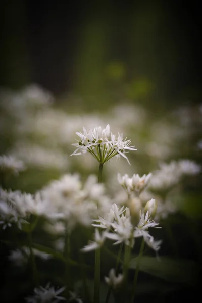 Лес Покрыт Цветущим Белым Медвежьим Чесноком Allium Ursinum Течение Весенних — стоковое фото