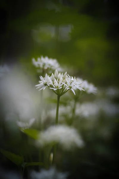 Floresta Coberta Com Alho Urso Branco Florido Allium Ursinum Durante — Fotografia de Stock