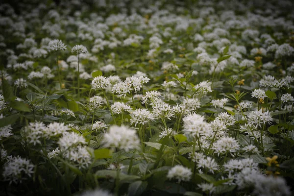 Лес Покрыт Цветущим Белым Медвежьим Чесноком Allium Ursinum Течение Весенних — стоковое фото