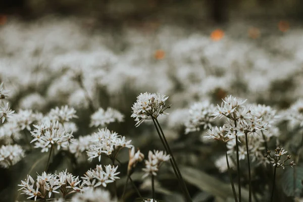 Δάσος Καλυμμένο Ανθισμένο Σκόρδο Λευκής Αρκούδας Allium Ursinum Κατά Τους — Φωτογραφία Αρχείου