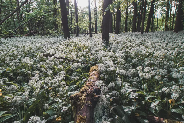 Bos Bedekt Met Bloeiende Witte Berenknoflook Allium Ursinum Tijdens Voorjaarsmaanden — Stockfoto