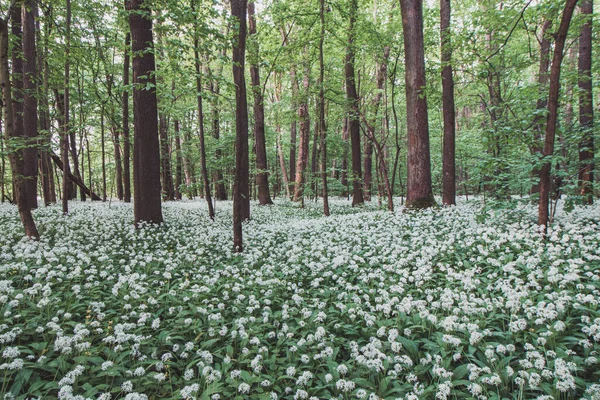 Forêt Couverte Ail Ours Blanc Fleuri Allium Ursinum Pendant Les — Photo