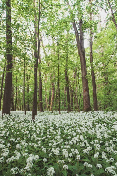 İlkbahar aylarında çiçek açan beyaz ayı sarımsağı, Allium ursinum ile kaplı bir orman. Beyaz çiçekler ormana doğaüstü bir hava katar..