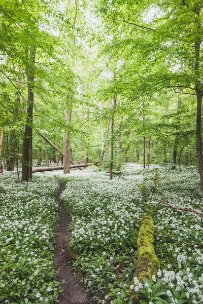 Bos Bedekt Met Bloeiende Witte Berenknoflook Allium Ursinum Tijdens Voorjaarsmaanden — Stockfoto