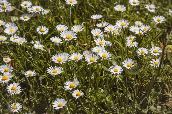 날씨에 잔디의 데이지 사진에 벨리스 니스가 합니다 부드러운 안심으로 낭만적 — 스톡 사진