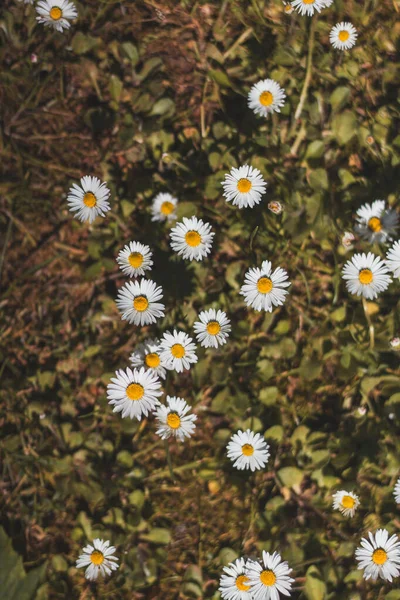 夏天的天气 在绿草中的雏菊地 照片上全是Bellis Perennis 一朵充满柔情 爱和安慰的浪漫的花 — 图库照片