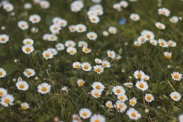 夏天的天气 在绿草中的雏菊地 照片上全是Bellis Perennis 一朵充满柔情 爱和安慰的浪漫的花 — 图库照片