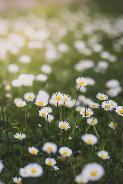 Field Daisies Green Grass Summer Weather Photo Full Bellis Perennis — Stock Photo, Image
