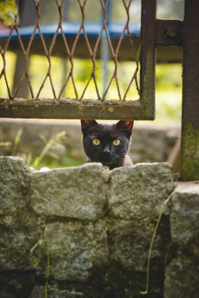 Ciekawy Czarny Kociak Obserwuje Się Dzieje Ogrodzie Sąsiada Zaskakujące Wyrażenie — Zdjęcie stockowe