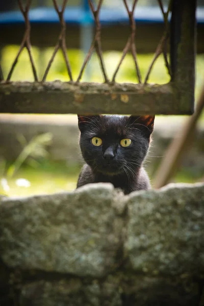 好奇的黑猫正在观望邻居家花园里发生的事情 惊讶的表情 — 图库照片
