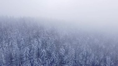 Karlı bir ladin ve çam ormanının kalın bir buzlu sisle örtülü havadan çekilmiş görüntüsü. Sabah vakti buz ve beyaz doğa. 4k video