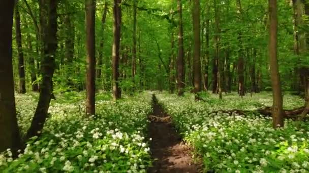Forêt Couverte Ail Ours Fleurs Lieu Romantique Pour Une Balade — Video