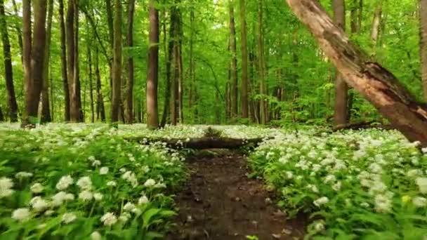 Forêt Couverte Ail Ours Fleurs Lieu Romantique Pour Une Balade — Video