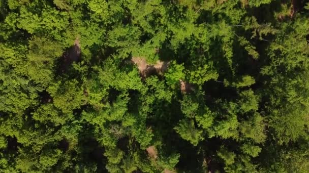 Vista Aérea Uma Trilha Através Árvores Caducas Nas Montanhas Beskydy — Vídeo de Stock