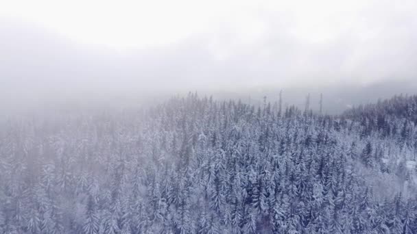 Aerial Shot Snowy Spruce Pine Forest Shrouded Thick Frosty Mist — Stock Video