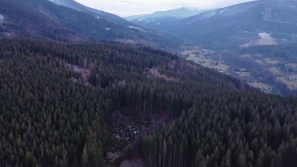 산맥의 나무껍질 딱정벌레때문에 파괴되고 황폐된 침엽수 공중에서 수있다 비디오 — 비디오