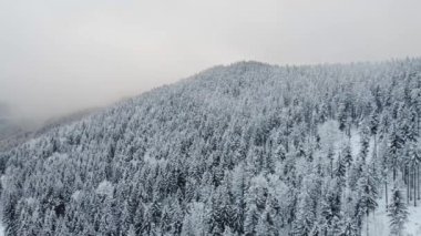 Karlı bir ladin ve çam ormanının kalın bir buzlu sisle örtülü havadan çekilmiş görüntüsü. Sabah vakti buz ve beyaz doğa. 4k video