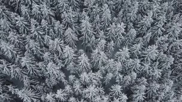 雪のトウヒと松林の空中ショットは 厚い霜霧に包まれた 朝の光の中で氷と白の野生自然 4Kビデオ — ストック動画
