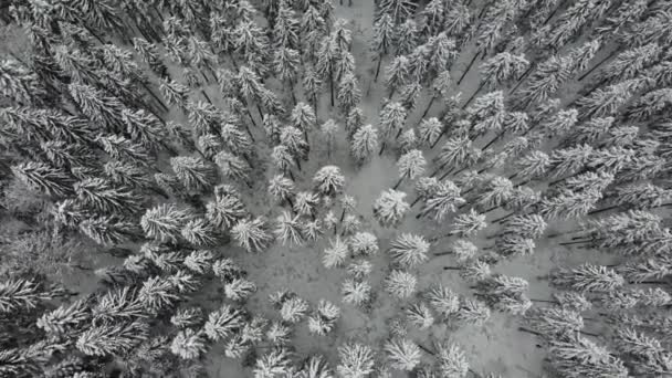 Воздушный Снимок Снежной Ели Соснового Леса Окутанного Густым Морозным Туманом — стоковое видео