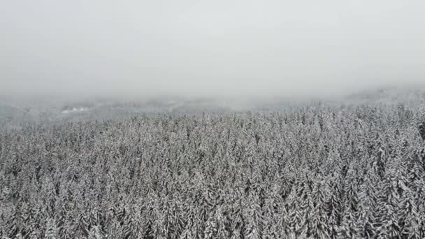 Luftaufnahme Eines Schneebedeckten Fichten Und Kiefernwaldes Der Einen Dicken Frostigen — Stockvideo