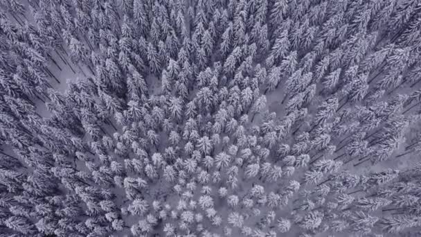 雪のトウヒと松林の空中ショットは 厚い霜霧に包まれた 朝の光の中で氷と白の野生自然 4Kビデオ — ストック動画