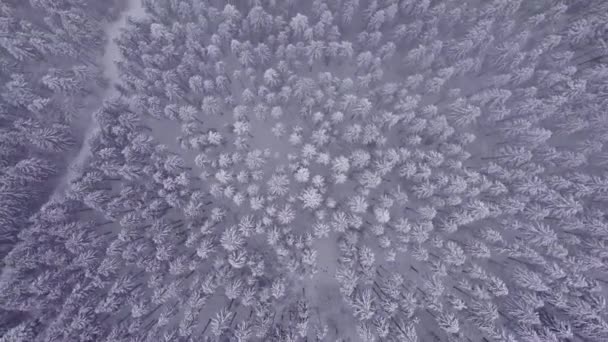 Воздушный Снимок Снежной Ели Соснового Леса Окутанного Густым Морозным Туманом — стоковое видео