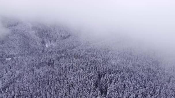 Aerial Shot Snowy Spruce Pine Forest Shrouded Thick Frosty Mist — Stock Video