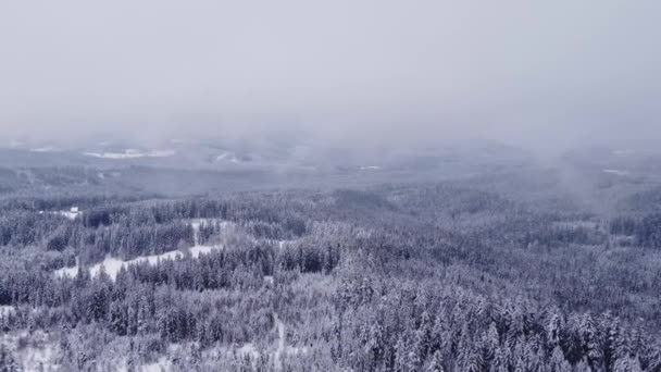 Luftaufnahme Eines Schneebedeckten Fichten Und Kiefernwaldes Der Einen Dicken Frostigen — Stockvideo