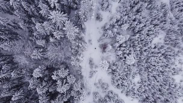 疲れを知らない冒険的な男は 雪の中で吹いて歩くベスキディ山脈を歩く 悪く危険な状況だ 4Kビデオ — ストック動画