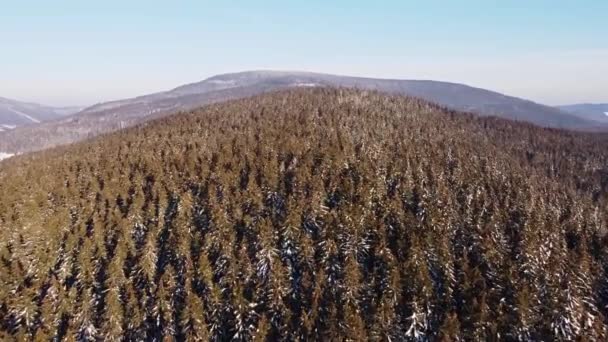 Vista Aérea Bosque Cubierto Nieve Abeto Con Los Rayos Del — Vídeo de stock