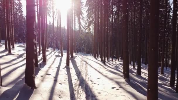 Χιονισμένο Πεζοδρόμιο Ένα Δάσος Από Έλατο Στον Κρύο Πρωινό Αέρα — Αρχείο Βίντεο