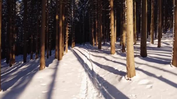 Śnieżny Chodnik Świerkowym Lesie Chłodnym Porannym Powietrzu Promienie Słońca Świecą — Wideo stockowe