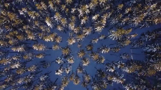 Sabah Güneşinin Içinden Geçtiği Karla Kaplı Bir Ormanın Havadan Görünüşü — Stok video