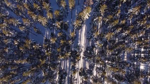 Luftaufnahme Eines Schneebedeckten Fichtenwaldes Durch Den Die Morgensonne Scheint Der — Stockvideo