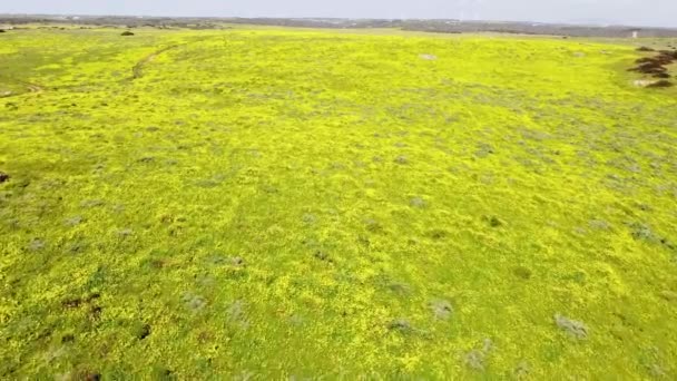 葡萄牙阿尔加维地区渔民小径上的一片盛开的草地的空中景观 4K视频 — 图库视频影像