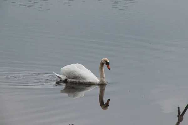 Portrait White Swan Floating Surface Pond Morning Sunshine Ostrava — Stock Photo, Image
