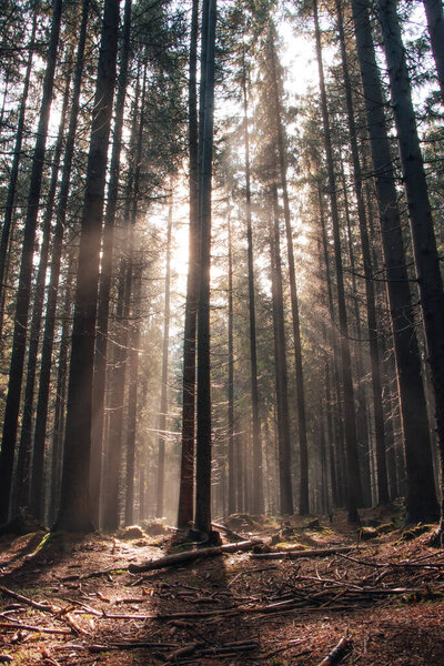 Утренние лучи солнца светят сквозь темный лес в надежде, что растения будут жить лучше и смогут проводить фотосинтез. Природная сказка.