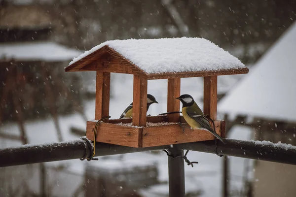 Young Titmice Coming Feeder Winter Months Food Feeding Birds Harsh — Stock Photo, Image