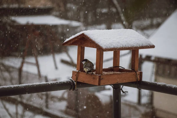 Νεαρά Ποντίκια Έρχονται Στον Τροφοδότη Τους Χειμερινούς Μήνες Για Φαγητό — Φωτογραφία Αρχείου