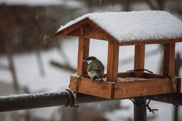 Young Titmice Coming Feeder Winter Months Food Feeding Birds Harsh — Stock Photo, Image