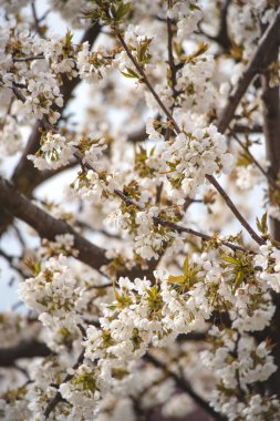 Baharda gün batımında kiraz ve elma ağaçlarının açan pembe çiçekleri. Büyülü ve romantik bir yer. Ağaçlar uyanıyor..