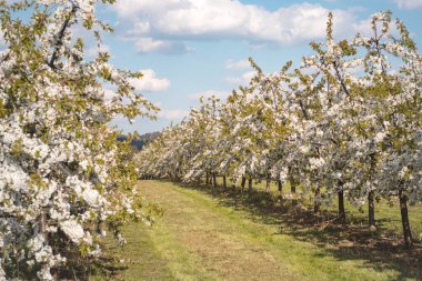Baharda gün batımında kiraz ve elma ağaçlarının açan pembe çiçekleri. Büyülü ve romantik bir yer. Ağaçlar uyanıyor..