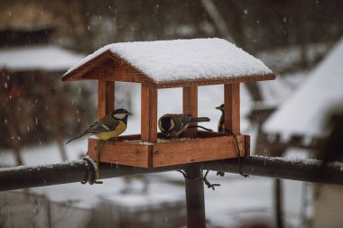 Yavru meme fareleri kış aylarında yemek için beslenmeye gelirler. Zor ve soğuk günlerde kuşları beslemek.