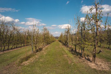 Baharda gün batımında kiraz ve elma ağaçlarının açan pembe çiçekleri. Büyülü ve romantik bir yer. Ağaçlar uyanıyor..