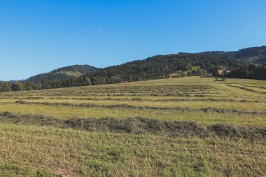 Büyük keten tarlalarında hayvan çiftçiliğine besin üretmek için çim kesikleri kurutulur. Saman kurutma.