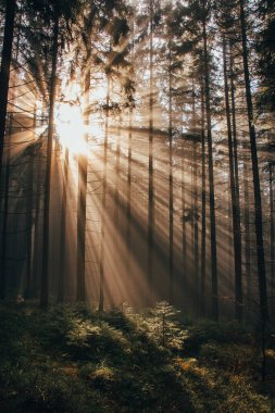 Sabah güneşinin ışınları, bitkilerin daha iyi yaşaması ve fotosentezi gerçekleştirebilmeleri için karanlık ormanda parlıyor. Doğanın peri masalı..