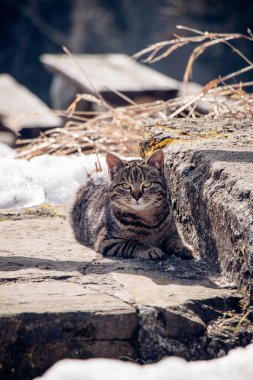 Sakin, evcil, renkli kedi evin basamaklarında dinleniyor, gün ışığında gözlerini kısıyor. Hak edilmiş bir dinlenme. Güneşte güneşlenerek.