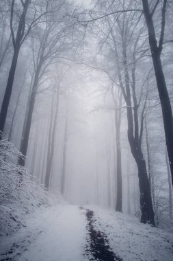 Issız, gri bir sisle kaplanmış karanlık orman yağmurlu bir günde sabah hayata uyanır. Ormanın ürkütücü atmosferi. Beskydy Dağları. Kış mevsimi